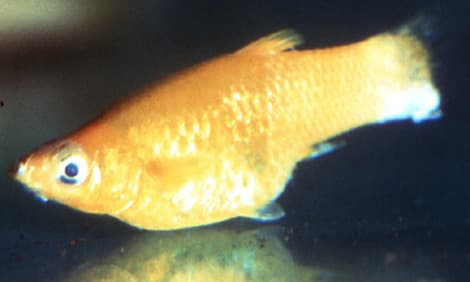 Tail and fin rot