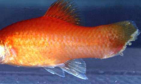 Tail and fin rot