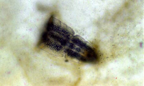 Cercariae, boala petelor negre, gris negru (diplopstomiasis)
