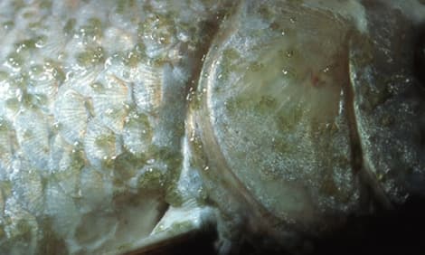 Carp/fish louse, Argulus