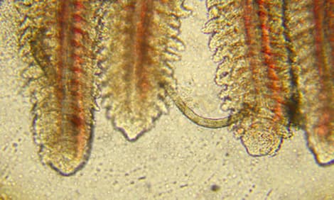 Viermi branhiali, Dactylogyrus, viermi lati monogenetici